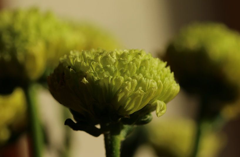 Kleine Knospen der Chrysantheme in der Sonne von Pim van der Horst