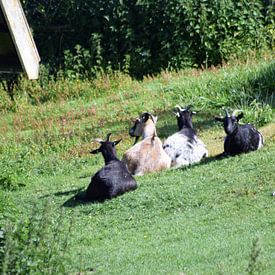 Simpel de Kinderboerderij van lendyfotografie.werkaandemuur,nl