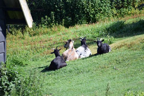 Simpel de Kinderboerderij