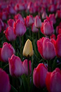 tulp tussen tulpen van Sebastian Stef