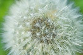 Löwenzahn Puffball mit Grün von Iris Holzer Richardson