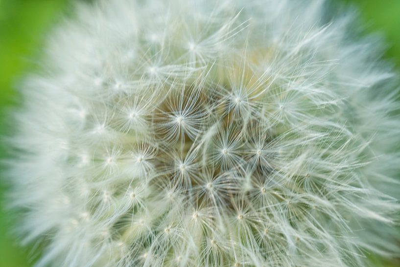 Dandelion Puffball with Green by Iris Holzer Richardson