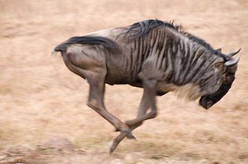 Wildebeest galloping