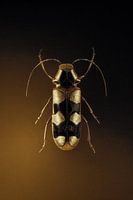 Beetle No.4