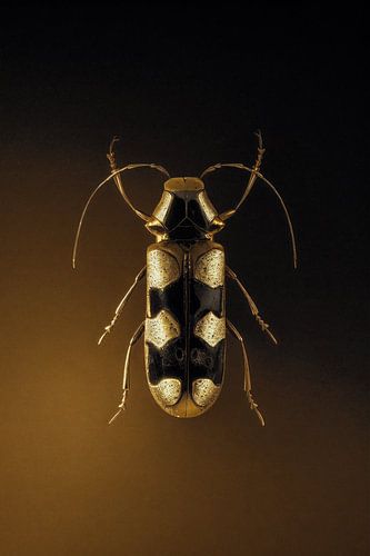 Beetle No.4