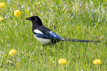 Magpie in flower meadow