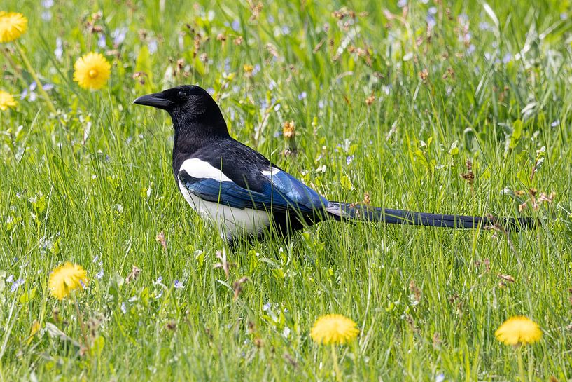 Elster in Blumenwiese von Andreas Müller