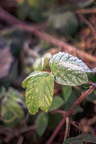 Reife auf dem Brombeerblatt