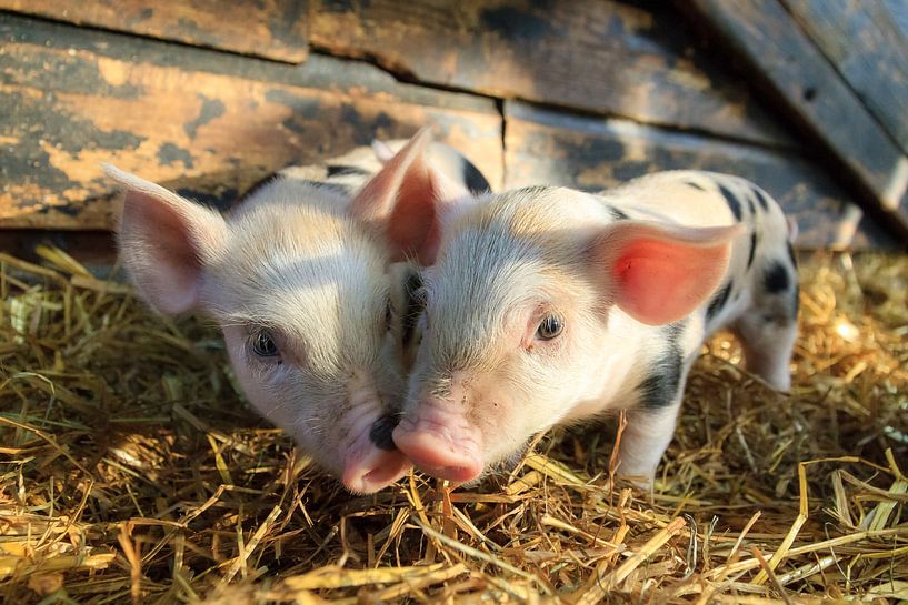 Ferkel im Stroh von Dennis van de Water