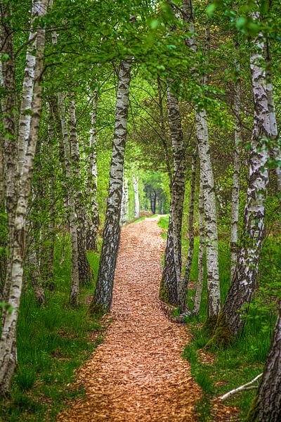 Pfad von Thomas Heitz