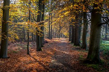 Herbst von Frans Nijland