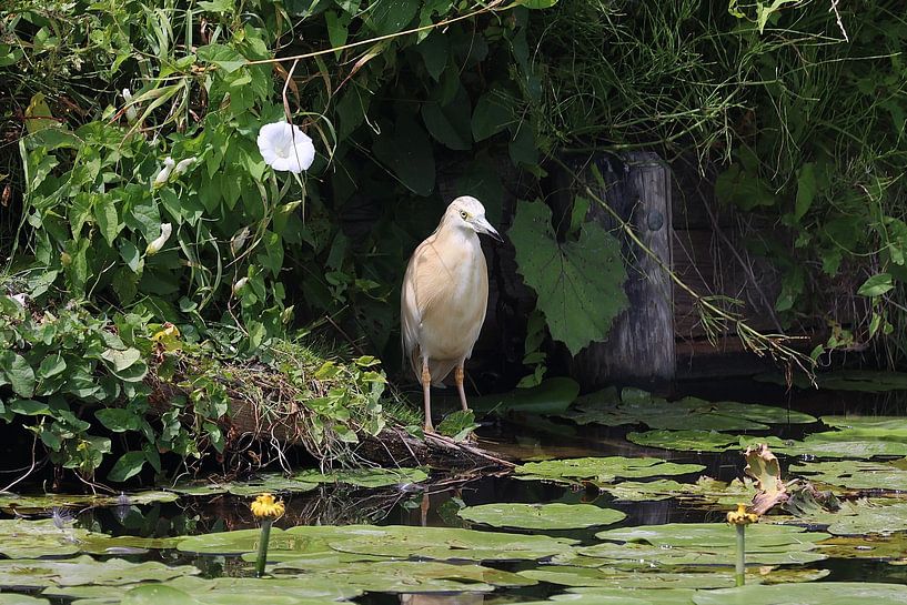 Le héron crabier à l'affût d'un poisson. par Ger Termoshuizen