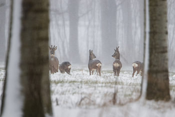 Hirsche im Schnee