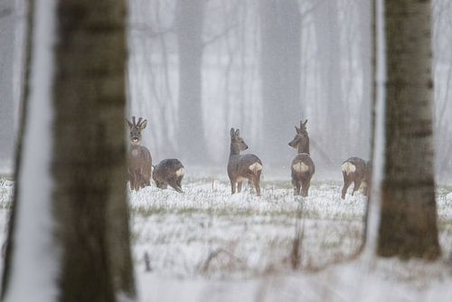 Hirsche im Schnee