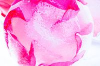 Wild roses in ice 4