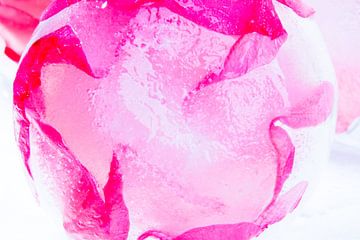 Wild roses in ice 4 van Marc Heiligenstein