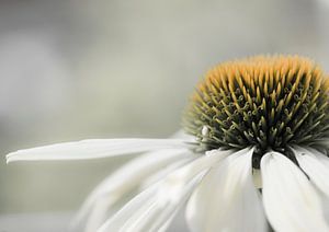 Zonnehoed van Greetje van Son