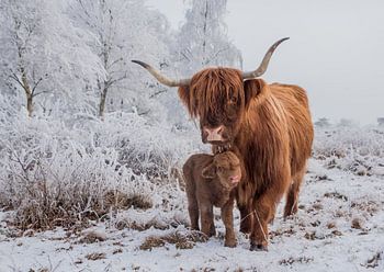 Wintersprookje met Schotse Hooglander en pasgeboren kalfje