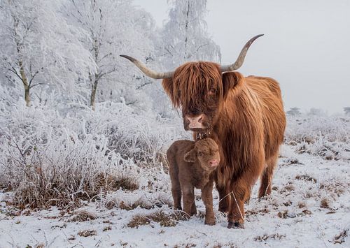 Conte de fées hivernal avec un Highlander écossais et un veau nouveau-né sur Harmke van Zwol