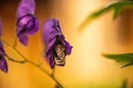 Biene in der Knospe einer lila Blüte auf der Suche nach Nektar von Margriet Hulsker Miniaturansicht