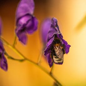 bij in de knop van een paarse bloem op zoek naar nectar van Margriet Hulsker