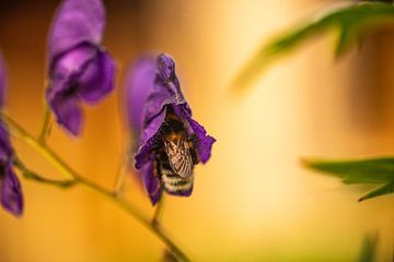 Biene in der Knospe einer lila Blüte auf der Suche nach Nektar