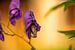 Biene in der Knospe einer lila Blüte auf der Suche nach Nektar von Margriet Hulsker