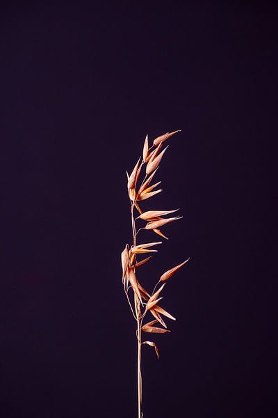 Avem Rostro (purple) by michel meppelink