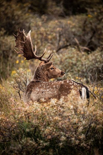 Fallow deer in nature by Design Wall Arts