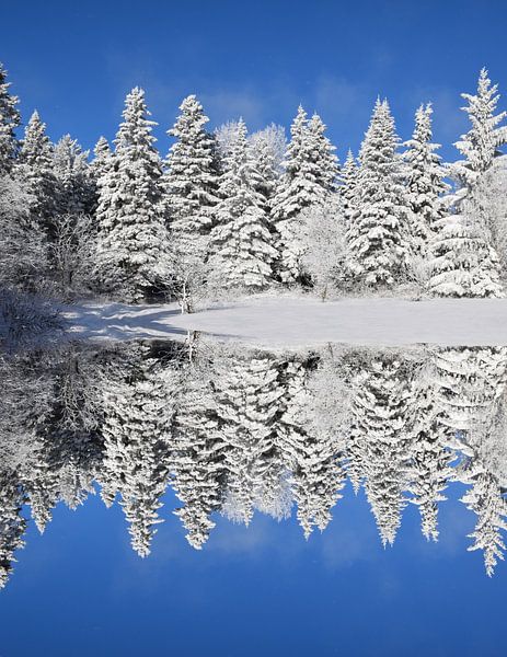 A first snow on the forest by Claude Laprise