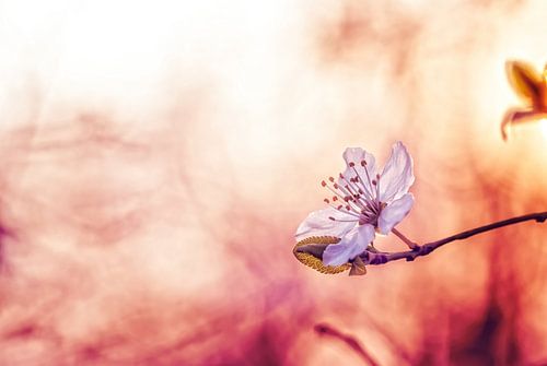 Fleur de cerisier en flamme