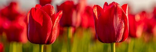 Tulips, red tulips in the Netherlands.