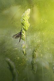 A long insect amongst green flowers in a meadow by Monique de Wit