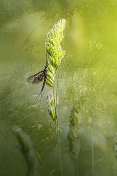 A long insect amongst green flowers in a meadow