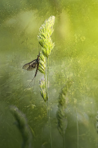 Lang insect in groene bloemen wei
