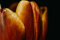 Tulpe im Detail