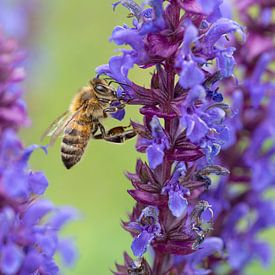 Honigbiene auf dem Salbei von Lex van Doorn