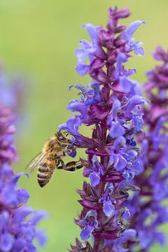 Honigbiene auf dem Salbei