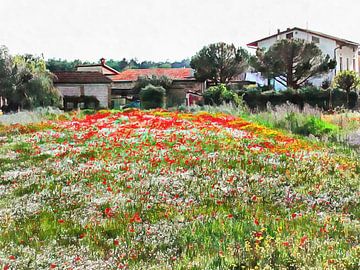 Old Farmhouses With Poppies