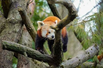 red panda by foto's van gijs