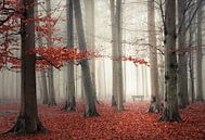 Nebliger Wald mit rotem Herbstlaub von Rob Visser Miniaturansicht
