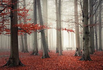 Nebliger Wald mit rotem Herbstlaub