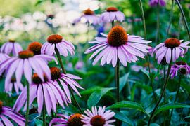 Echinacea's in Trier van Luis Emilio Villegas Amador