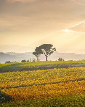Stone pine and vineyards, autumn landscape in Chianti region by Stefano Orazzini
