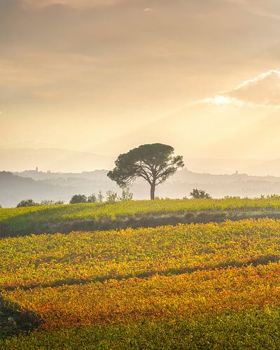 Pijnbomen en wijngaarden, herfstlandschap in de Chianti