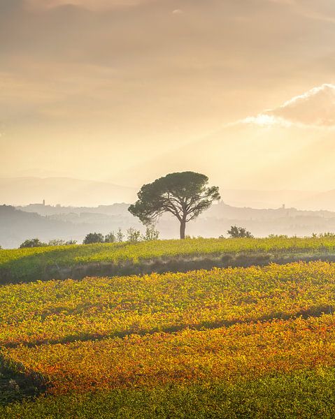 Pinienwälder und Weinberge, Herbstlandschaft im Chianti-Gebiet von Stefano Orazzini