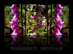 Fingerhut - Digitalis