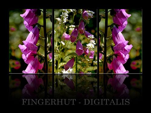Triology - vingerhoedskruid 