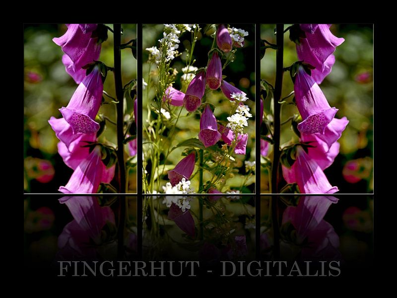 Fingerhut - Digitalis von Christine Nöhmeier