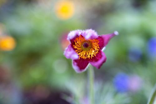 De eerste bloemen in de tuin in het Emsland